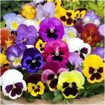 Natural Pansy Plants