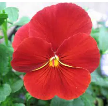 Natural Pansy Plants