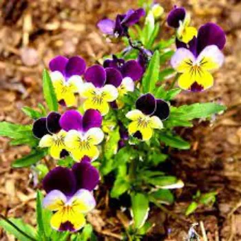 Fresh Pansy Plants