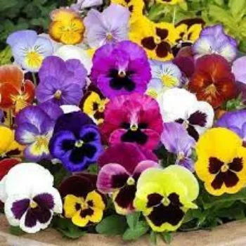 Common Pansy Plants