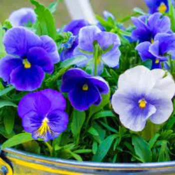 Natural Pansy Plants