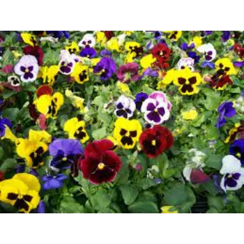 Natural Pansy Plants