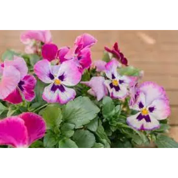 Organic Pansy Plant