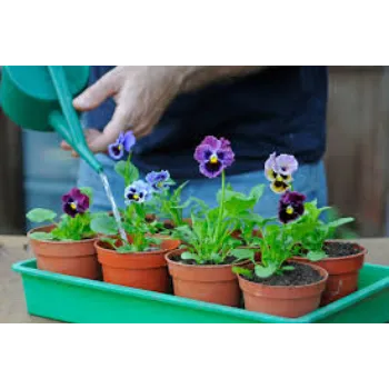 Organic Pansy Plant