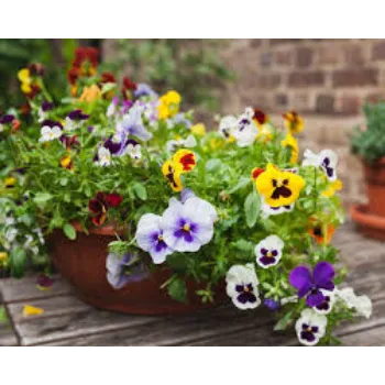 Organic Pansy Plant
