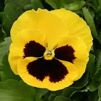 Organic Pansy Plant