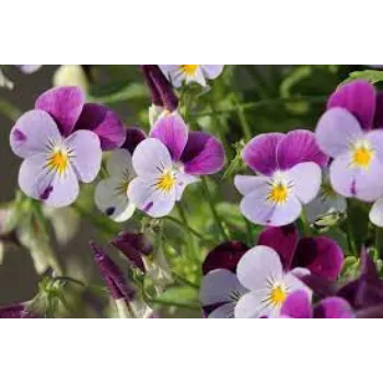 Organic Pansy Plant