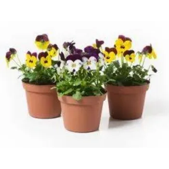 Organic Pansy Plant
