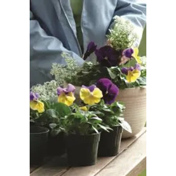 Common Pansy Plant