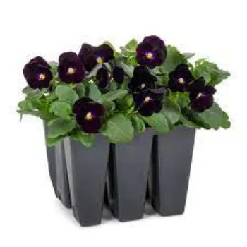 Organic Pansy Plant