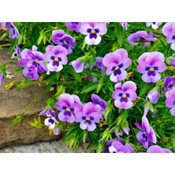 Organic Pansy Plant
