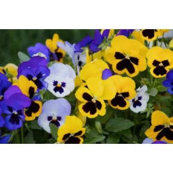 Natural Pansy Plant