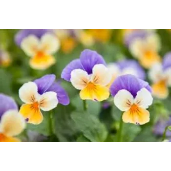 Pure Pansy Plant