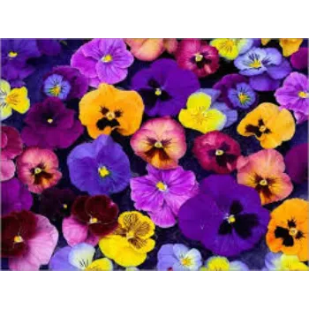 Natural Pansy Plant