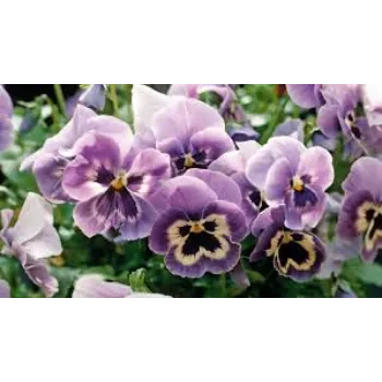 Organic Pansy Plant