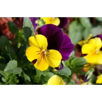 Natural Pansy Plants