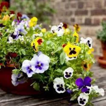 Pansy Flower Plant