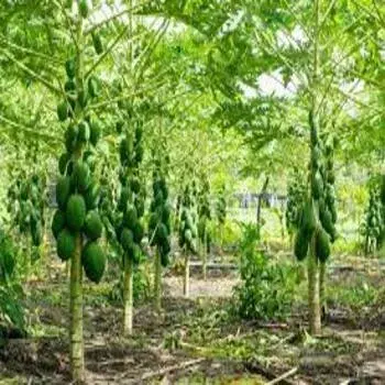 Papaya Plant Tree