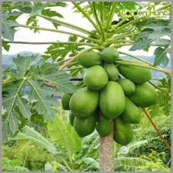 Papaya Plant Tree