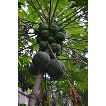 Green Papaya Plant Manufacturer