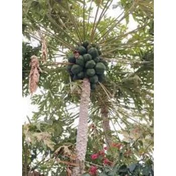 Green Papaya Plant Manufacturer