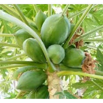 Organic Papaya Plant Manufacturer