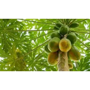 Green Papaya Plant