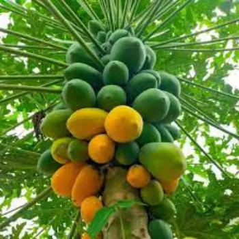 RAJESWARI NURSERY Papaya Plant