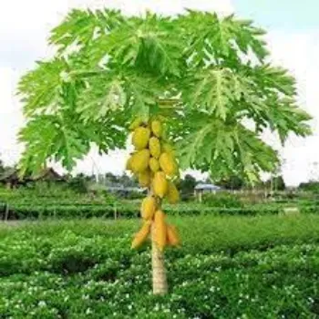 organic Papaya Plant