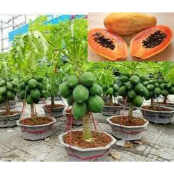 Natural Papaya Plant