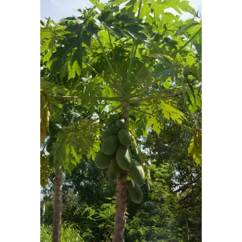 Organic  Papaya Plant