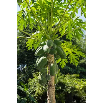Papaya Plant