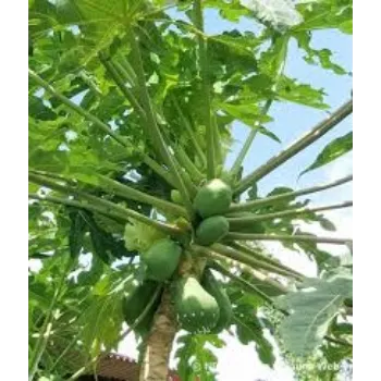 Organic Papaya Plant