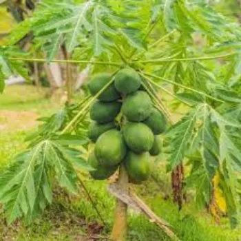 Common  Papaya Plant