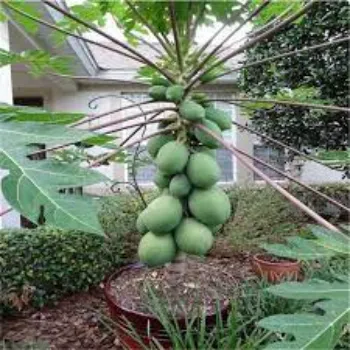 Natural Papaya Plant