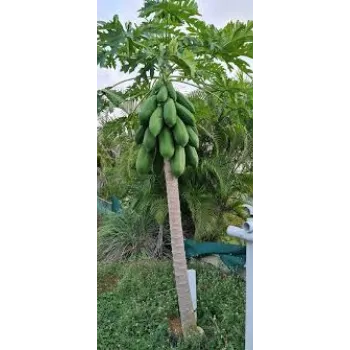 Natural Papaya Plant