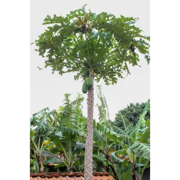 Papaya Plant