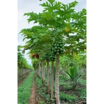Organic Papaya Plant