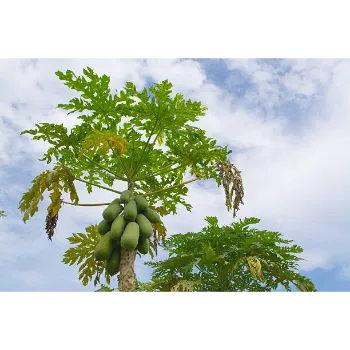 Natural Papaya Plant