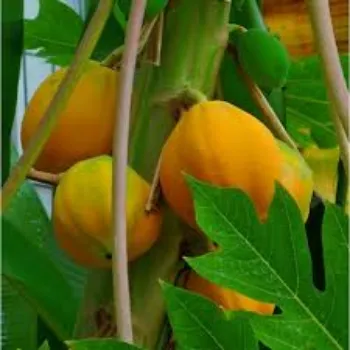 Natural Papaya Plant