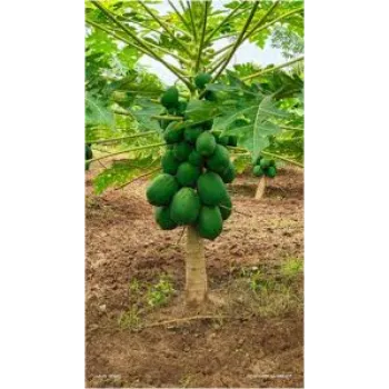  Organic Papaya Plant