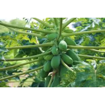 natural Papaya Plant