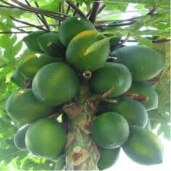 Natural  Papaya Plant