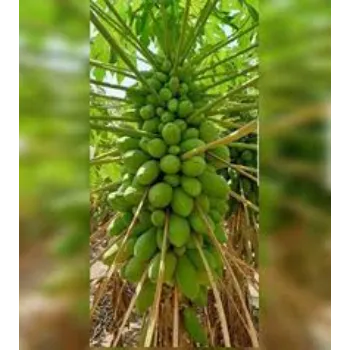 A Grade Papaya Plant