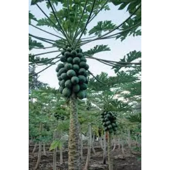 Organic Papaya  Plants