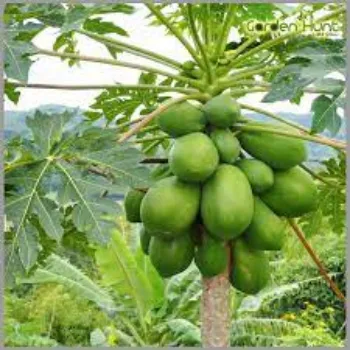 Natural Papaya Plants