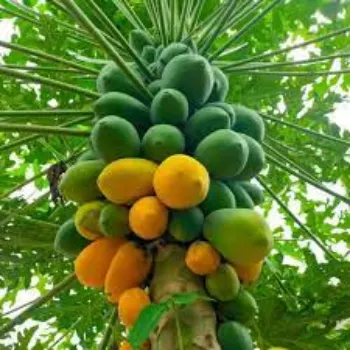 Organic Papaya Plants