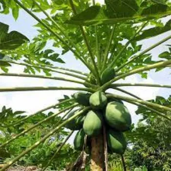 Fresh Papaya Plants