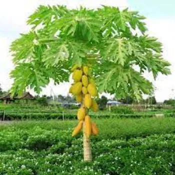 Organic Papaya Plants