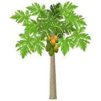 Natural Papaya Plants